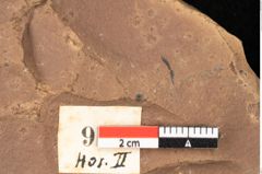 Foto (Detailsansicht) von Quercus palaeoilex Ettingshausen (NHMW-GEO-2024-0188-0918)